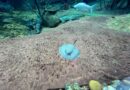 Família cresce e Bioparque Pantanal registra mais um nascimento de arraias Família cresce e Bioparque Pantanal registra mais um nascimento de arraias