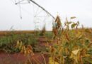 Com alta de 118% em MS, CNJ endurece regras para recuperação judicial no agro Com alta de 118% em MS, CNJ endurece regras para recuperação judicial no agro