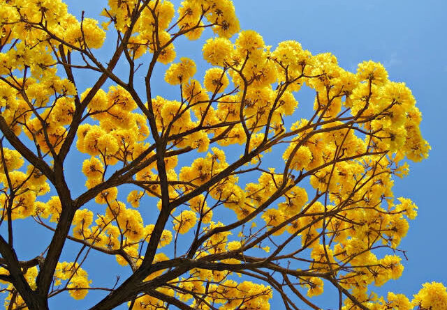 Ipês florescem e colorem ruas e estradas durante a seca no Pantanal de MS Ipês florescem e colorem ruas e estradas durante a seca no Pantanal de MS