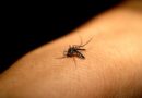 MS registra 10.041 casos confirmados de chikungunya